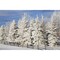 Calgary Alberta Canada; Snow Covered Evergreen Trees And A Wooden Fence Poster Print